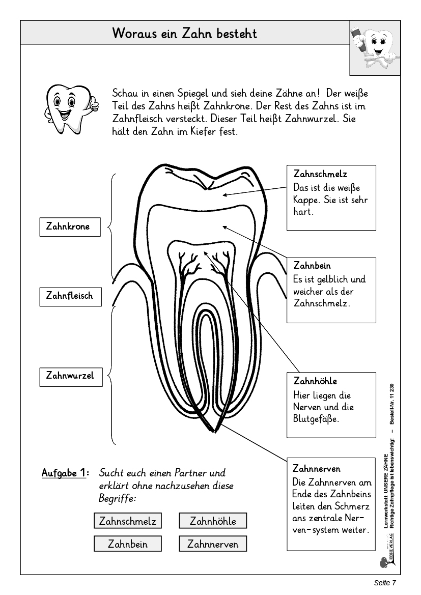 Lernwerkstatt Unsere Zähne
