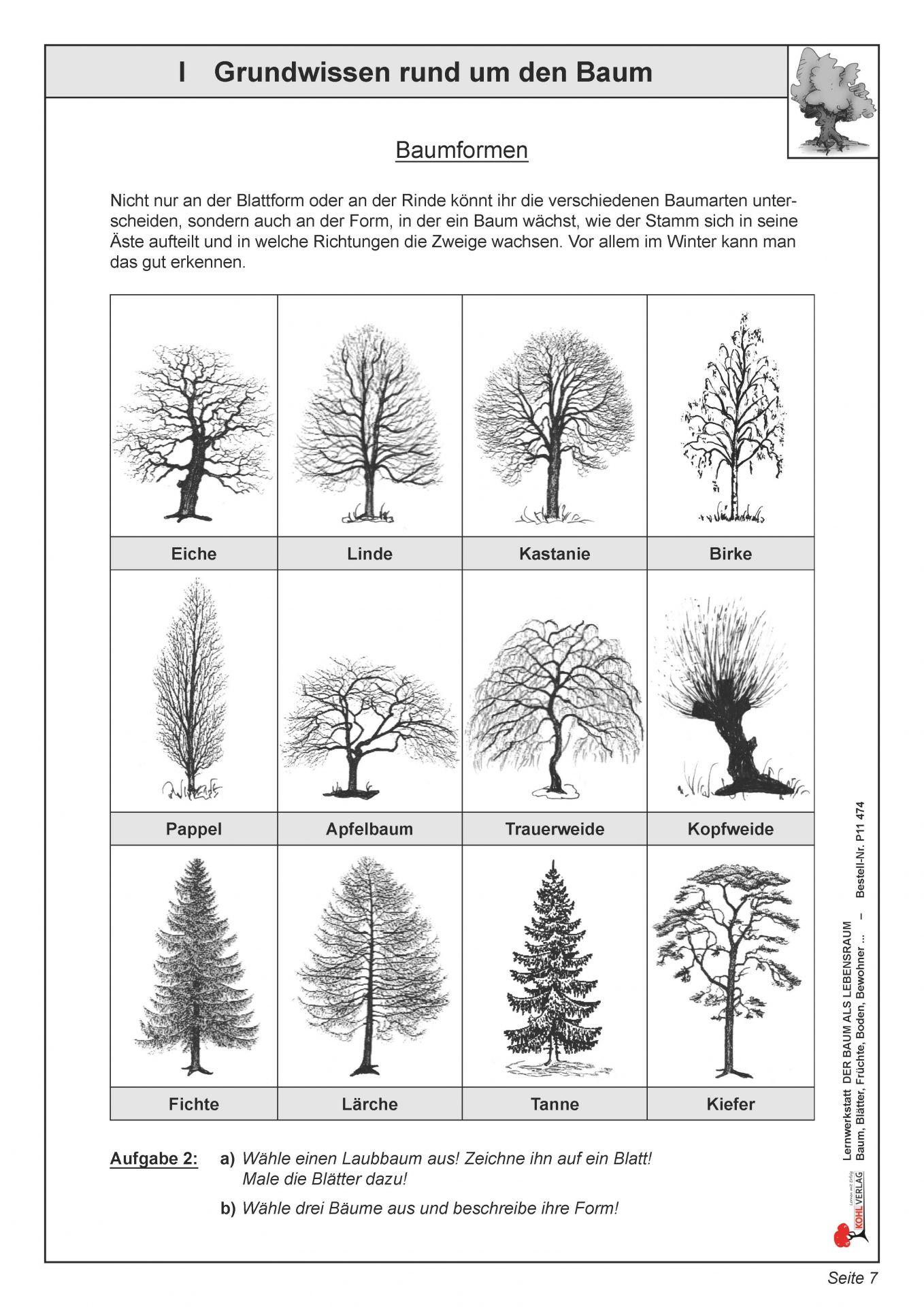 Arbeitsblätter zum Thema Grundwissen rund um den Baum